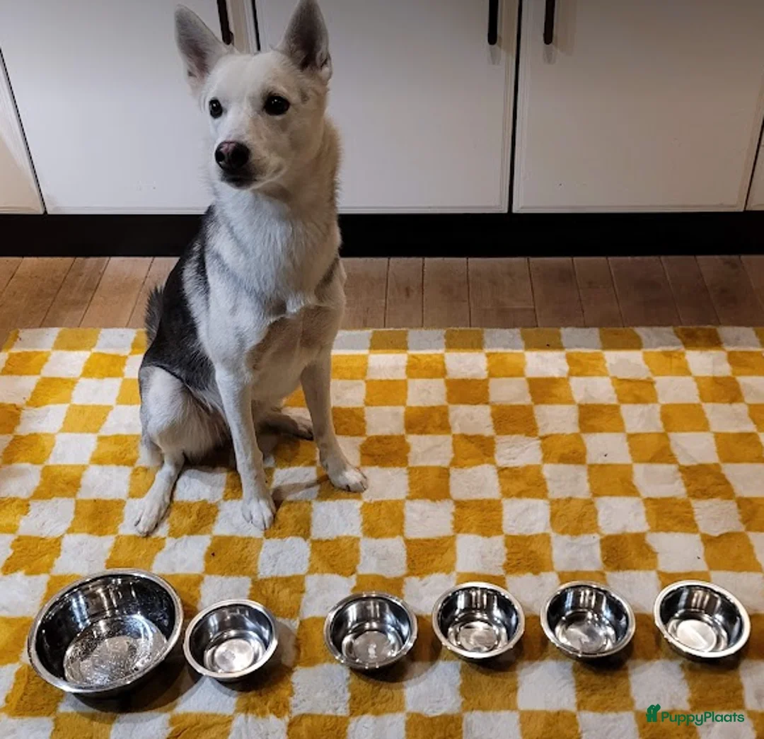 Siberische Husky honden te koop: Prachtige Husky pups - Advertentie 9