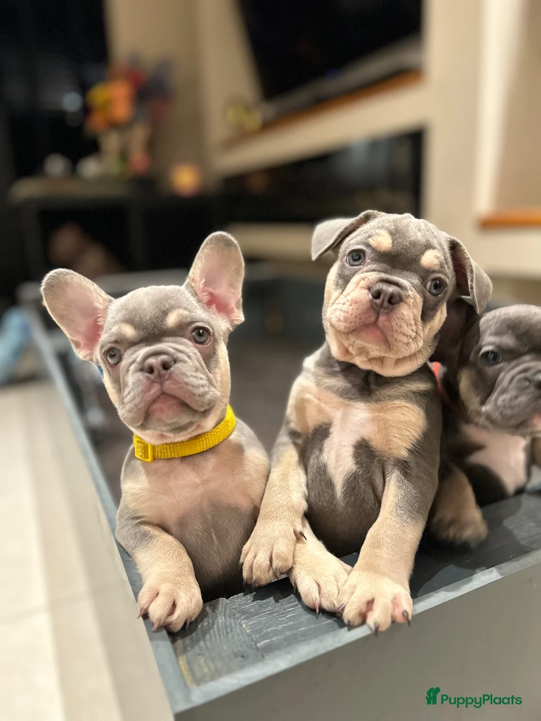 Franse Bulldog honden te koop: Franse bulldog pups lilac tan teefje - Advertentie 1