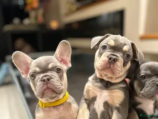 Franse Bulldog honden Franse bulldog pups lilac tan teefje - Advertentie 16