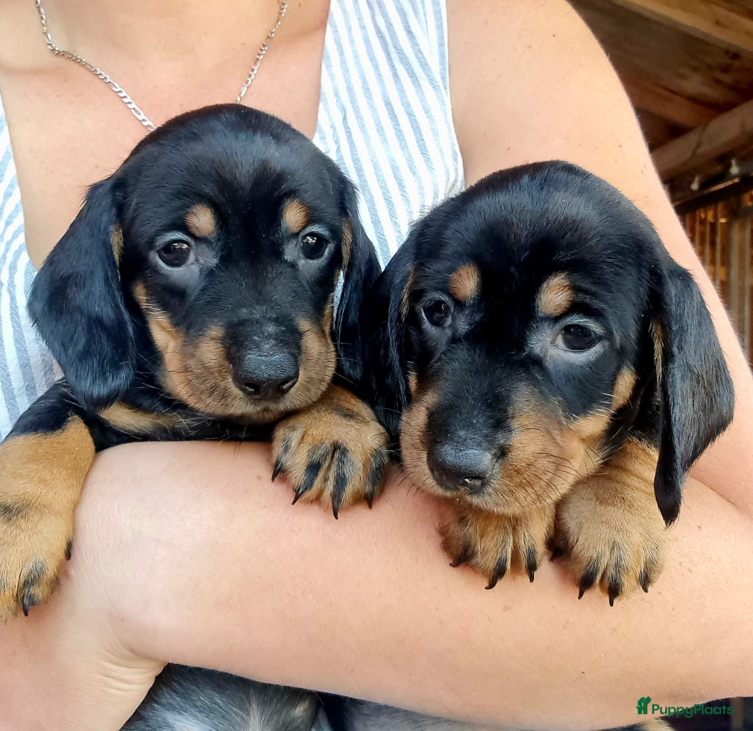 Ruwhaar Teckel honden te koop: Standaard ruwhaar teckel  - Afbeelding 25