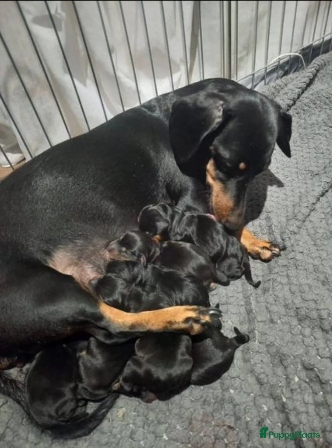 Teckel (korthaar)  honden te koop: Kortharige teckel pups - Advertentie 1