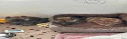 Pomeriaan honden te koop: Pomeriaan puppy’s  - Advertentie 17