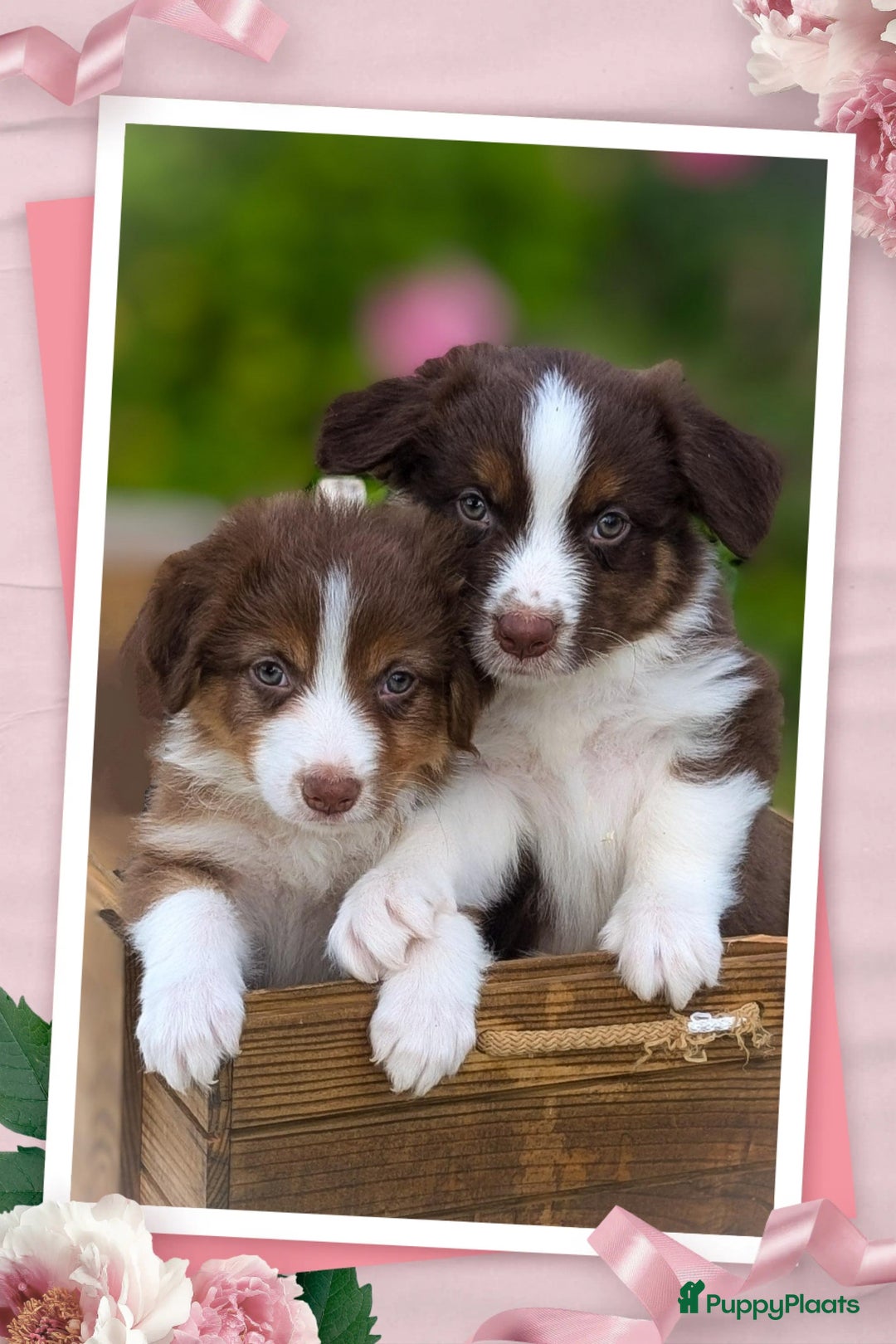 Australian Shepherd honden te koop: Prachtige Australian Shepherd pups te koop  - Afbeelding 5