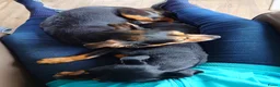 Jack Russel Terriër honden te koop: Te koop: Black & Tan Jack Russell Teef (2 jaar) - Advertentie 8