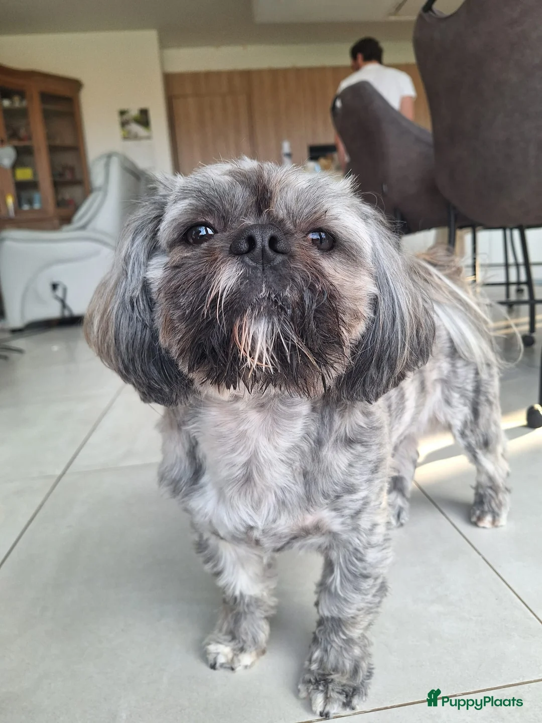 Shih Tzu honden te koop: 6 Mooie shih tzu pups - Advertentie 2