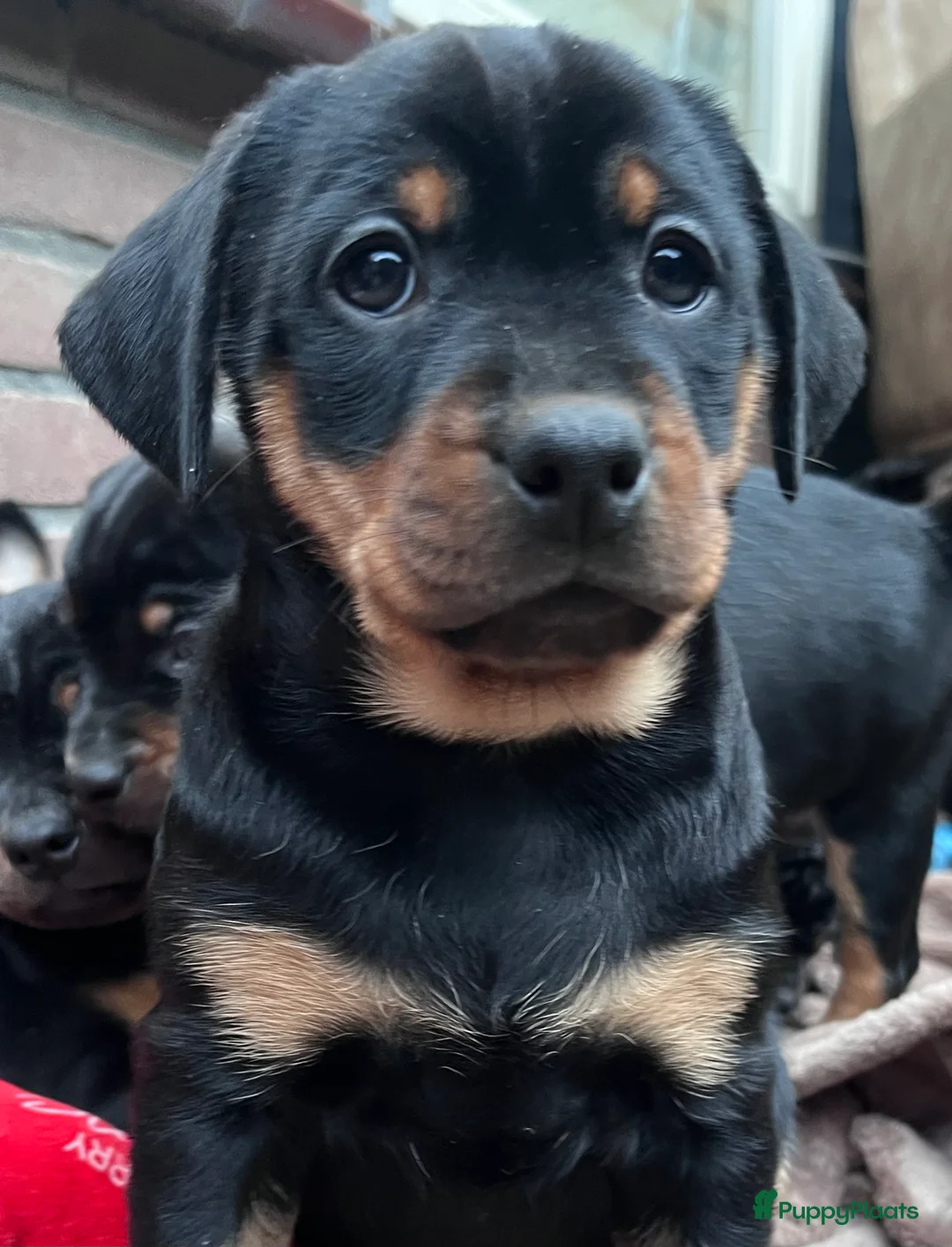 Kruising honden te koop: Carlin Pinscher Pups - Advertentie 26