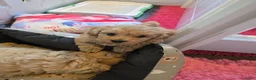 Maltipoo honden te koop: Mooie Lieve Maltipoo Maltezer / toypoedel pup - Advertentie 6