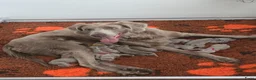 Weimarse Staande Hond langhaar honden te koop: Weimaraner Langhaar Pups met Stamboom - Advertentie 11