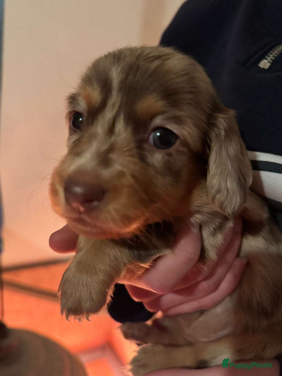 Teckel (korthaar)  honden te koop: Teckel puppy’s  - Advertentie 12