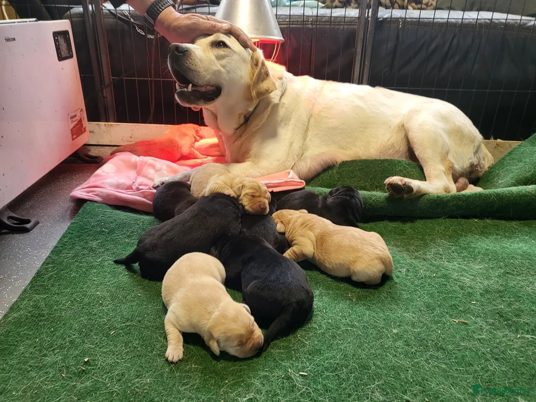 Labrador Retriever honden te koop: Mooi nest Labrador pups - Advertentie 2
