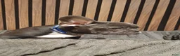 Franse Bulldog honden te koop: Franse bulldog pups blauw blue tan fawn - Advertentie 5