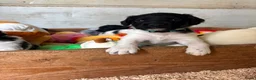 Friese Stabij honden te koop: Friese Stabij puppy's - Advertentie 2