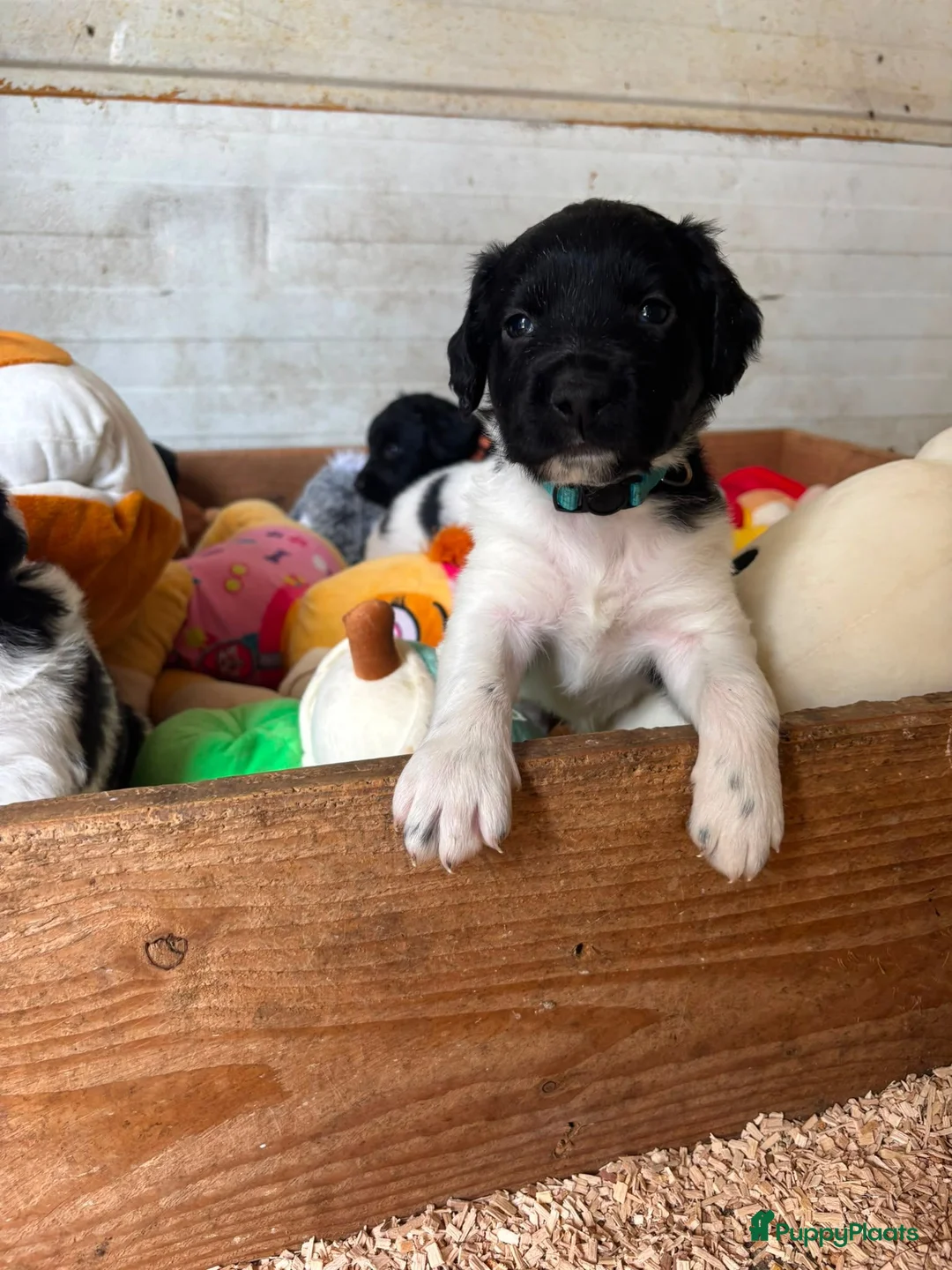 Friese Stabij honden te koop: Friese Stabij puppy's - Advertentie 2