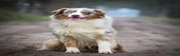 Australian Shepherd honden te koop: Australian Shepherd puppy's, 3x reu - Advertentie 7