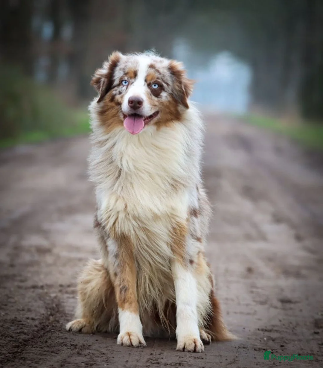 Australian Shepherd honden te koop: Australian Shepherd puppy's, 3x reu - Advertentie 7