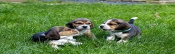 Beagle honden te koop: Mooie stamboom Beagle pups - Advertentie 8