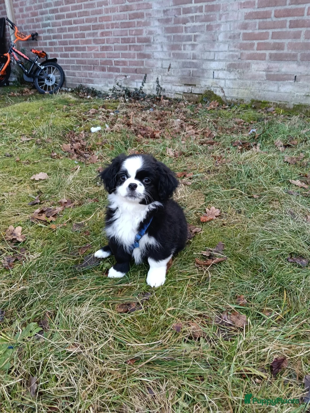 Kruising honden te koop: Leuke lieve puppy  - Advertentie 3