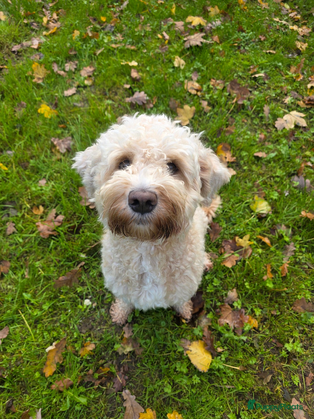 Goldendoodle honden te koop: Goldendoodle multigen middenslag reu te koop - Advertentie 23