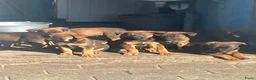 Kruising honden te koop: Kruising mechelse herder Berner sennen in Nijkerkerveen - Advertentie 15