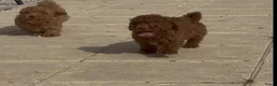 Poedel Toy honden te koop: toy poedel pups rood - Advertentie 4