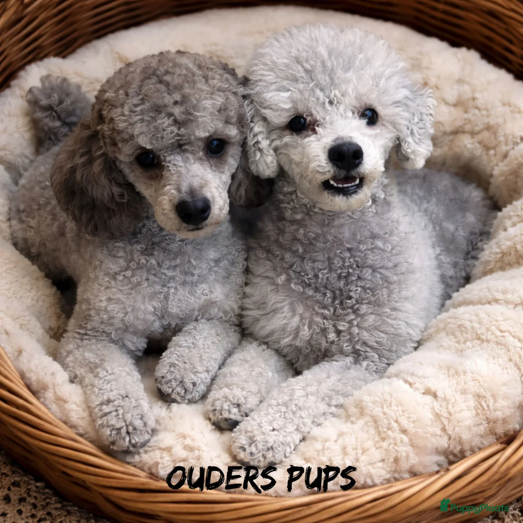 Dwergpoedel honden te koop: Dwergpoedel (zilvergrijs) - Advertentie 2