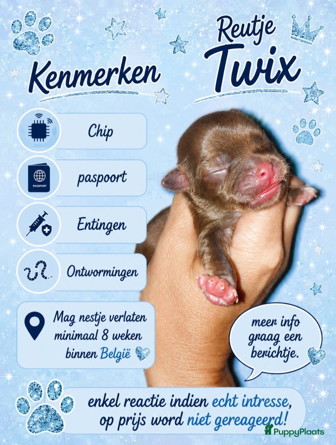 Chihuahua honden Mooie chihuahua pups - Advertentie 1