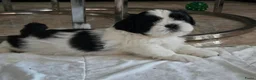 Shih Tzu honden te koop: Beschikbaar raszuivere shih-tzu pups  - Advertentie 3