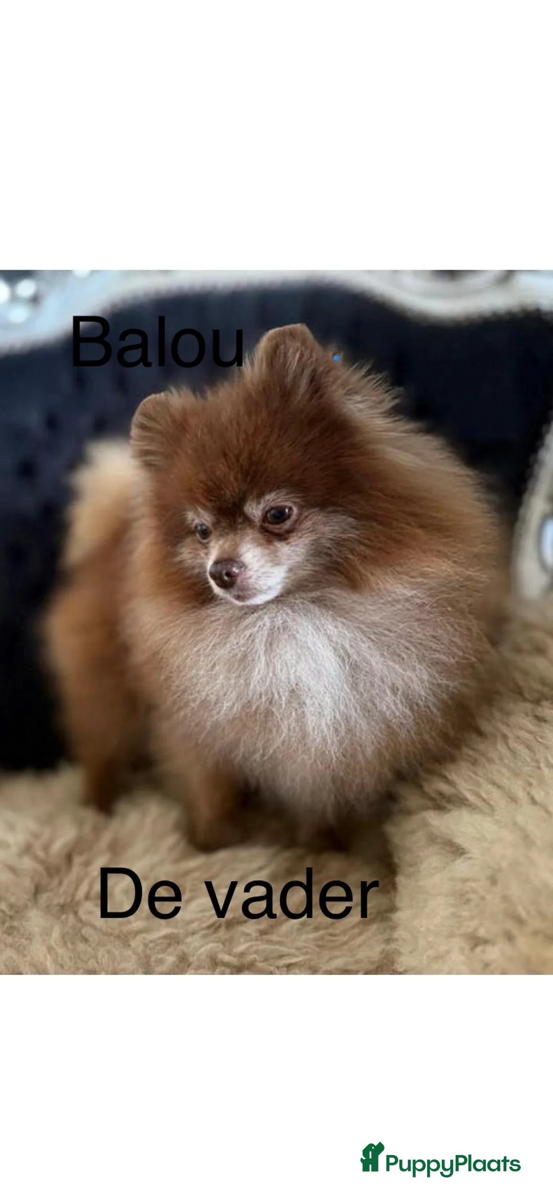 Pomeriaan honden te koop: Nog 1 Prachtige Pomeriaan/dwergkees pup.💙 - Advertentie 36