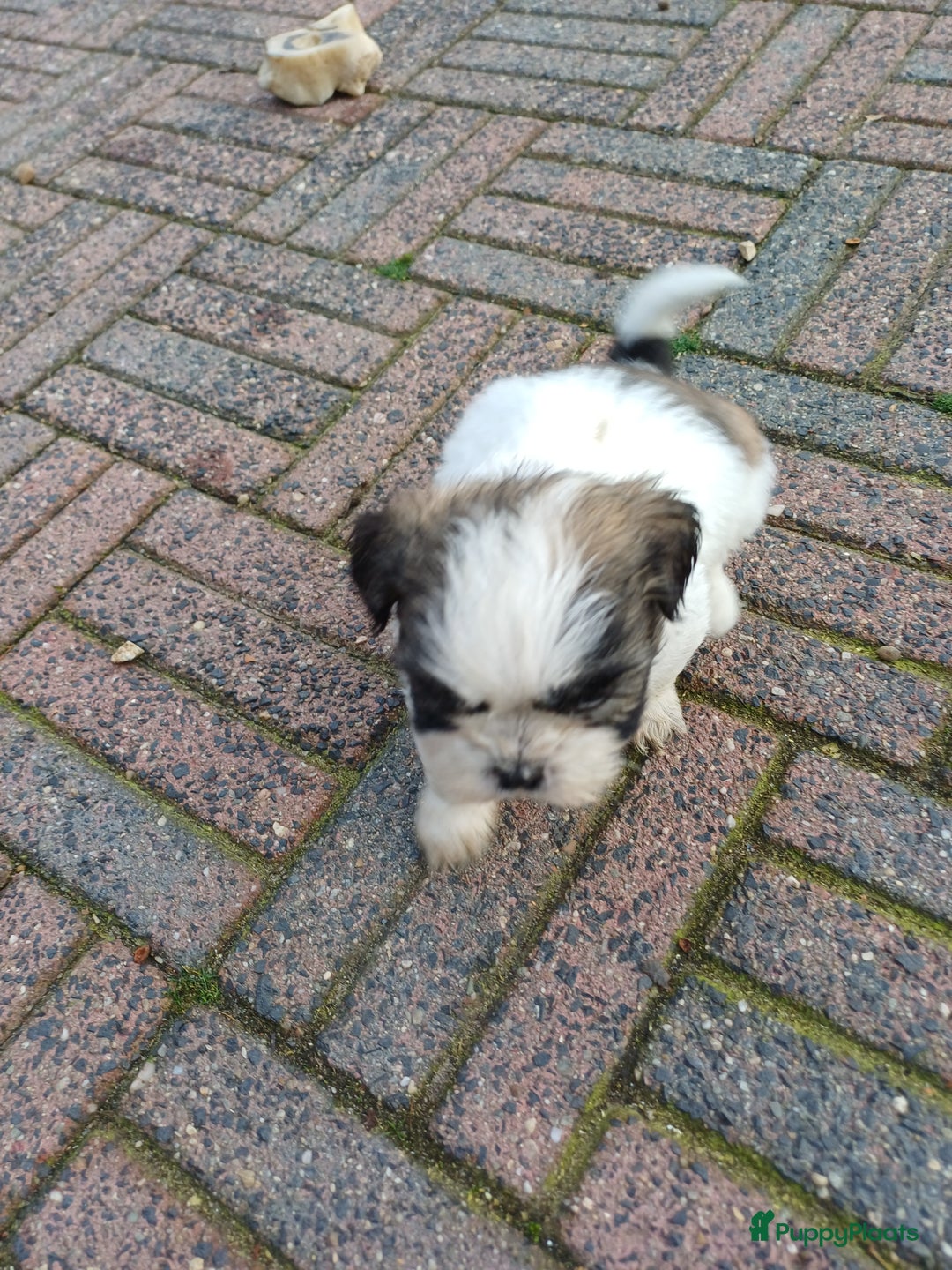 Shih Tzu honden te koop: leuke lieve ras zuiver shih tzu pups - Advertentie 25