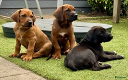 Rhodesian Ridgeback honden te koop: "Prachtige kruising Rhodesians"  in Bavel - Afbeelding 1