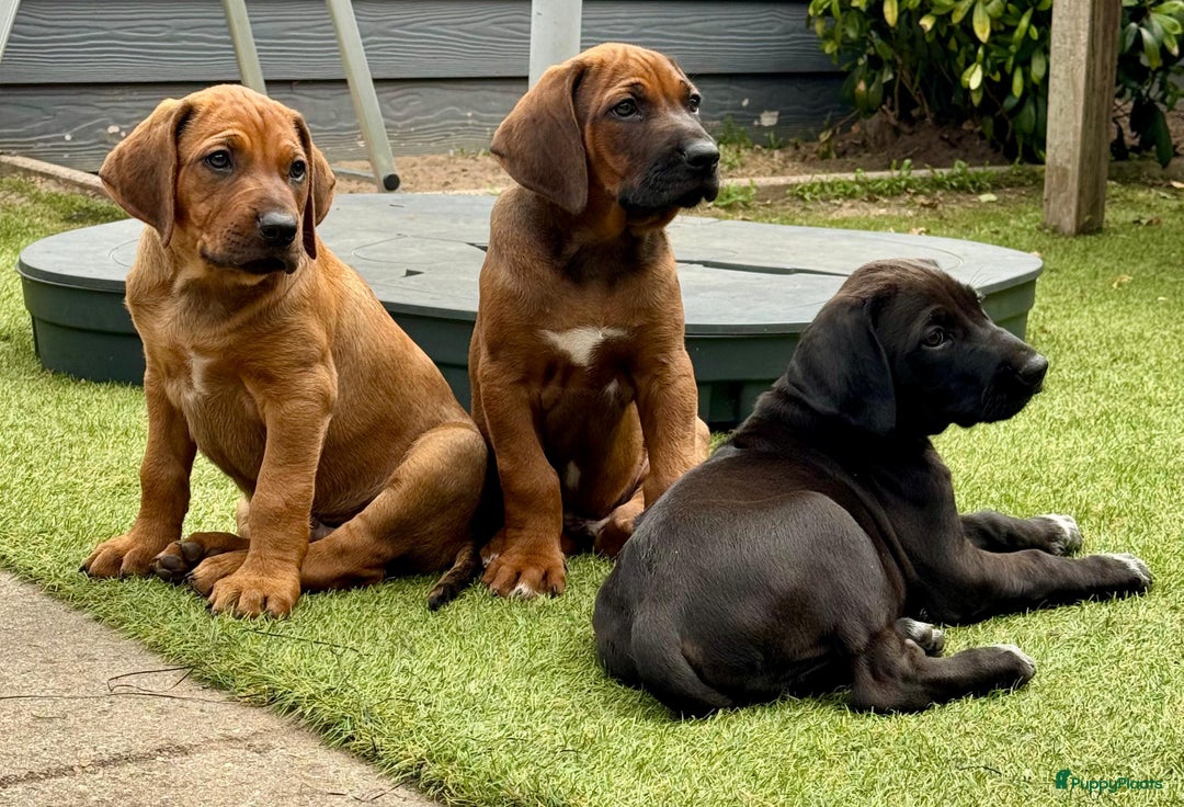 Rhodesian Ridgeback honden te koop: "Prachtige kruising Rhodesians"  in Bavel - Afbeelding 1