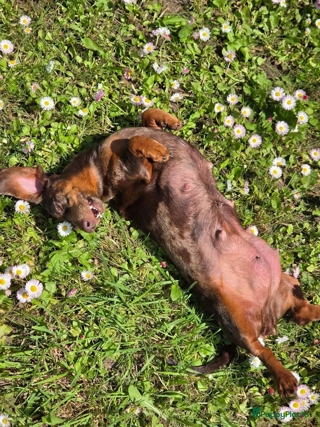 Teckel (korthaar)  honden te koop: Teckel pupp in Zaandam - Advertentie 5