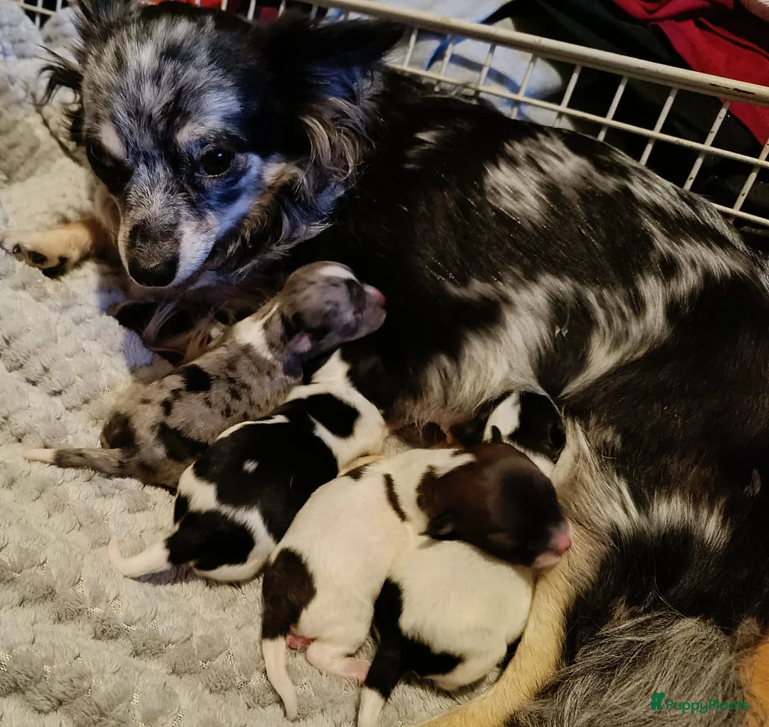 Chihuahua honden te koop: Ondeugende, Lieve Chihuahua pups - Advertentie 7
