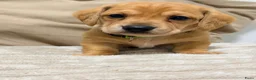 Kruising honden te koop: Prachtige red/cream - Advertentie 6