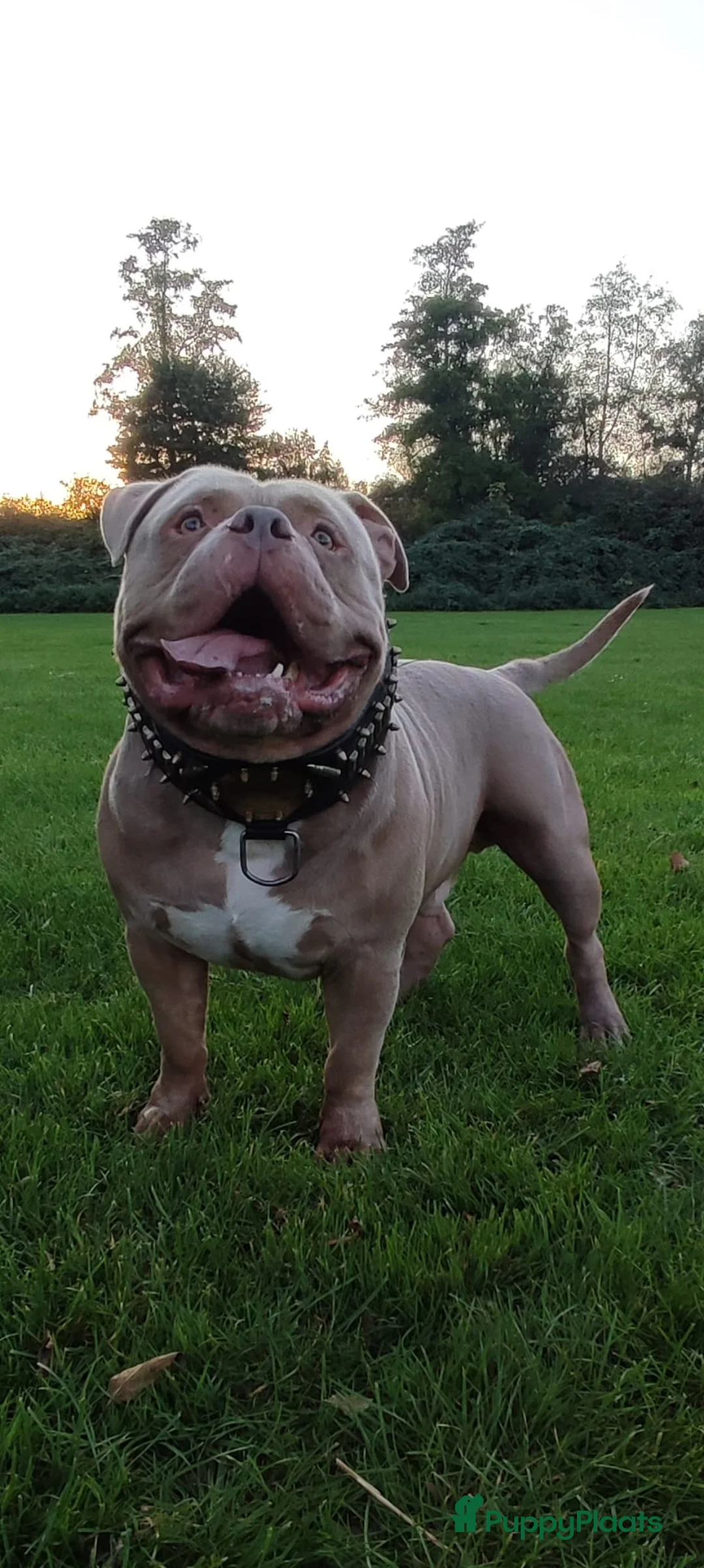 Amerikaanse Bully honden te koop: American Bully XL pups ABKC stamboom - Advertentie 10