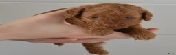 Poedel Toy honden te koop: Te koop Toy poedel pups met FCI stamboom in Alblasserdam - Advertentie 4