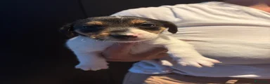 Jack Russel Terriër 3