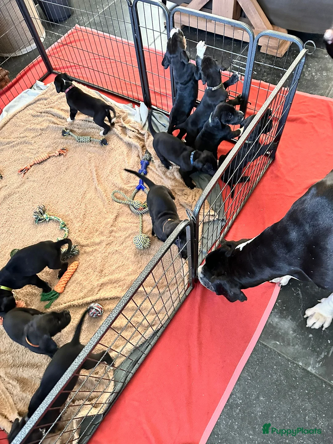 Duitse Dog honden te koop: Duitse Dog Pups - Advertentie 3