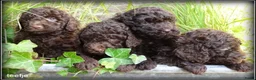 Labradoodle honden te koop: Labradoodle mini +/- 40 cm chocolade bruin - Advertentie 9