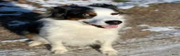 Australian Shepherd honden ter dekking: Dekreu Australian Shepherd blue merle in Ermelo - Advertentie 4