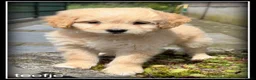 Maltipoo honden te koop: Maltipoo F1b pups - Advertentie 3