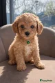 Maltipoo Puppy 1