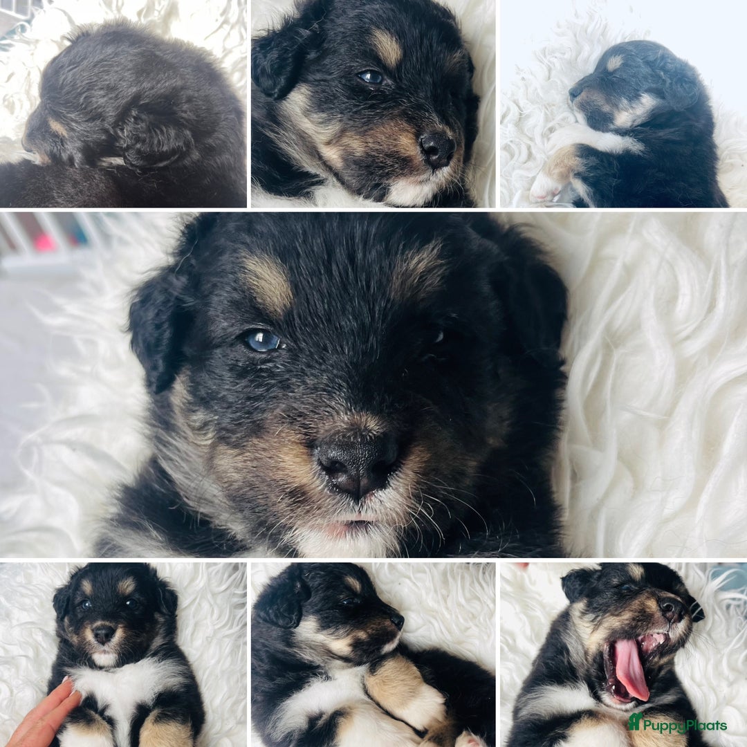 Australian Shepherd honden te koop: Prachtige pups Australian shepherd X Pomsky  - Afbeelding 16