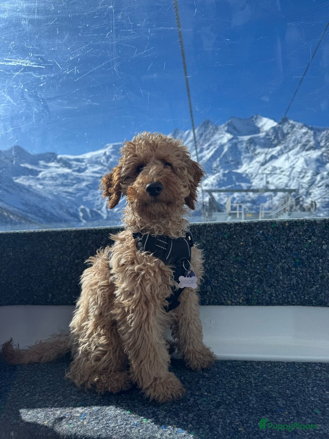 Australian Labradoodle honden te koop: Labradoodle medium ( Australian ) - Advertentie 22