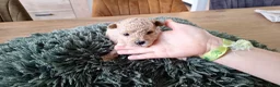 Maltipoo honden te koop: Maltipoo pups. Super mini - Advertentie 2