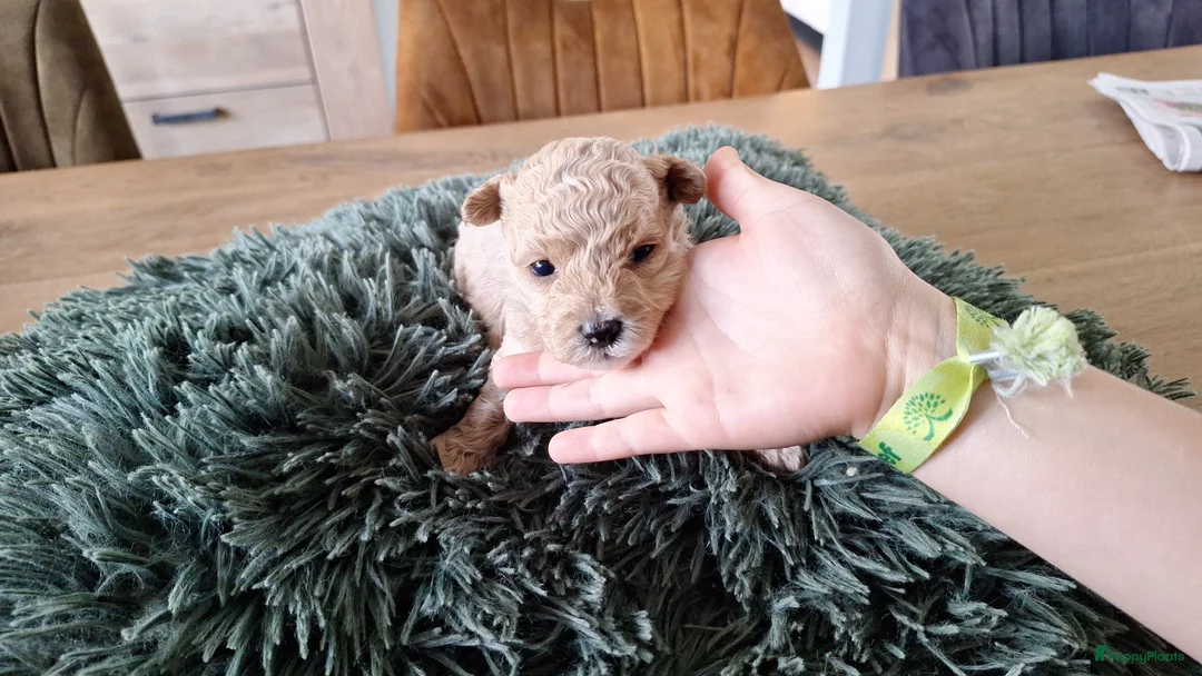 Maltipoo honden te koop: Maltipoo pups. Super mini - Advertentie 2