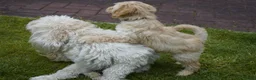 Kruising honden te koop: Lieve kruising labradoodle pups te koop! - Advertentie 5