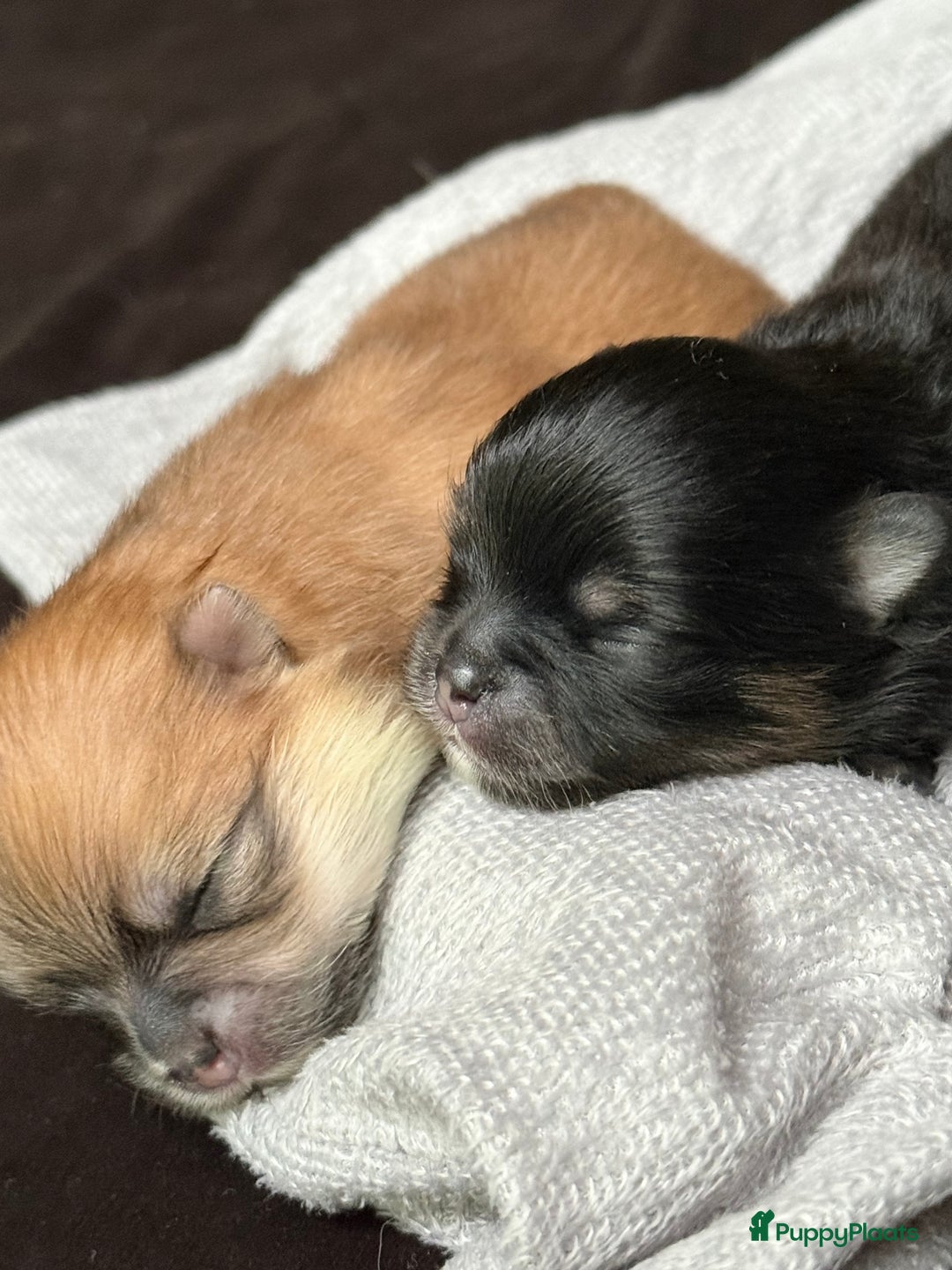 Pomeriaan honden te koop: Raszuivere Pomeranian / pomeriaan pups 🐾 - Advertentie 3