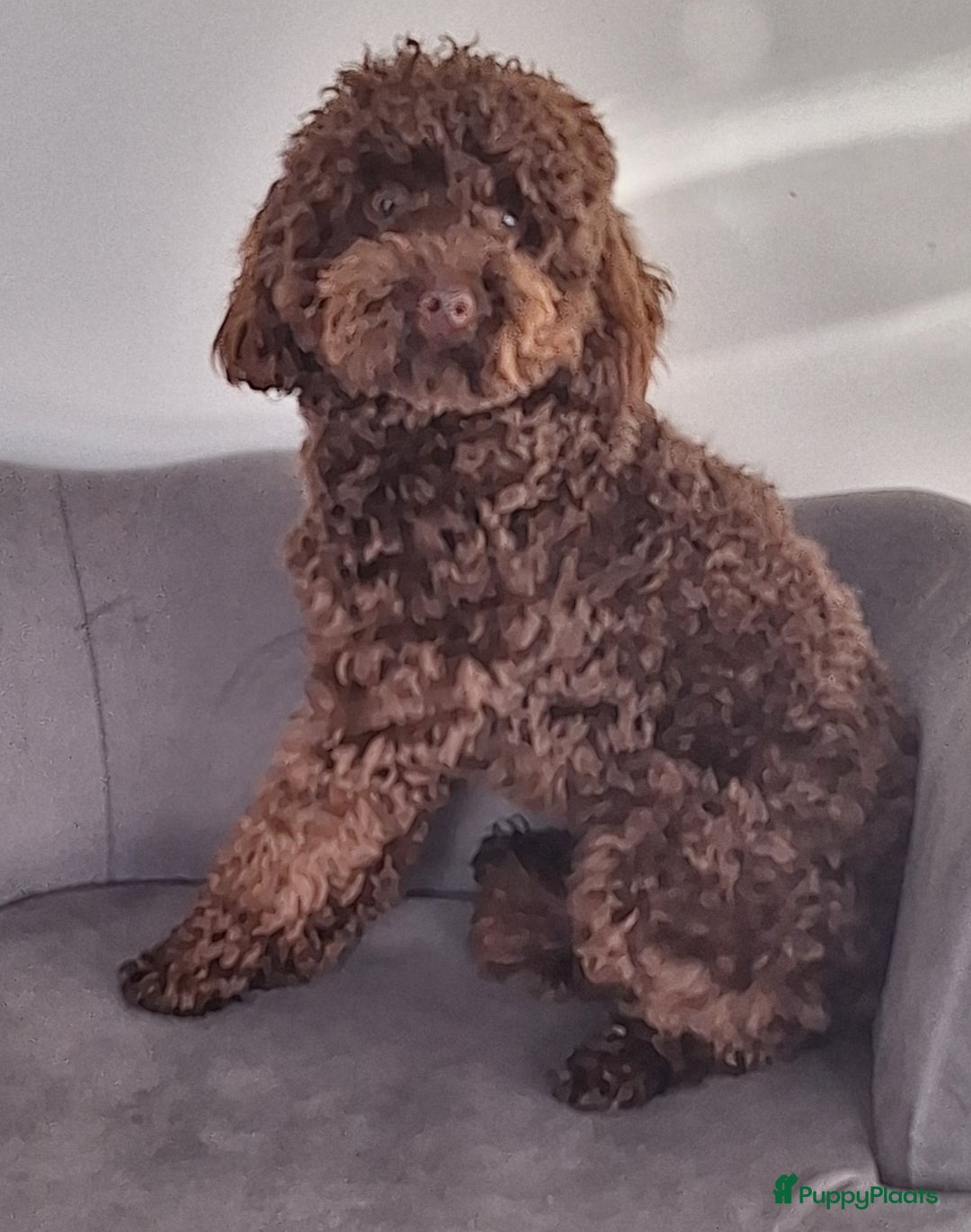 Dwergpoedel honden ter dekking: kleine dwergpoedel dekreu choco - Advertentie 4