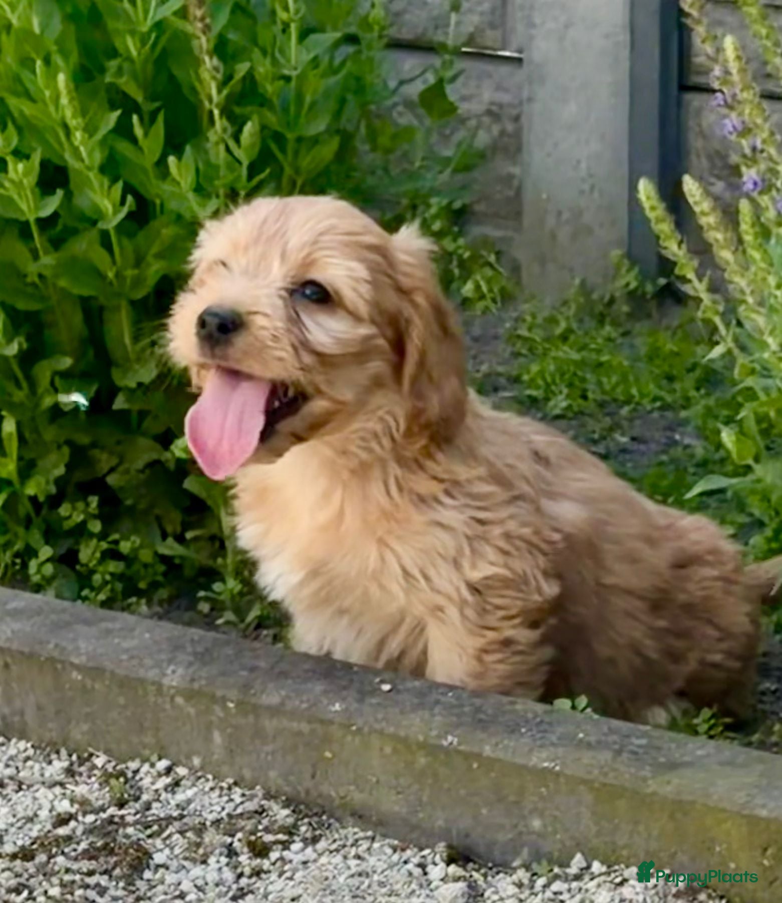 Cockapoo honden te koop: Cockapoo x boomer pups  - Advertentie 12